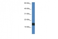ARP61353_P050 - Histone H2A.Z