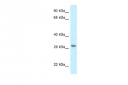 ARP61545_P050 - Peroxin 19 / PEX19