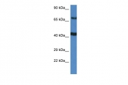 ARP61714_P050 - TNIP1