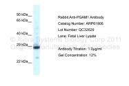 ARP61906_P050 - PGAM4