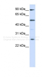 AVARP02022_P050 - Bcl-2-like 7