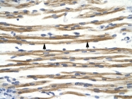 AVARP03038_P050 - Cyclin D3