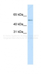 AVARP04001_P050 - c-Myc