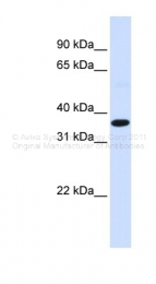 AVARP04011_P050 - c-fos