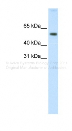 AVARP06008_P050 - AKT1 / PKB
