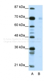 AVARP09018_T100 - HSP90AB1 / HSP90 beta
