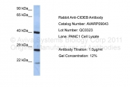 AVARP09043_P050 - CIDE-B