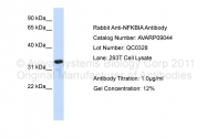 AVARP09044_P050 - NFKBIA / IKBA
