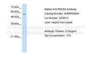 AVARP09045_T100 - PDCD4