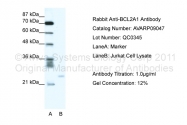 AVARP09047_P050 - Bcl-2-like 5