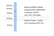 AVARP09048_P050 - NF-kB p105 / p50