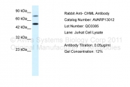 AVARP13012_P050 - CHML / REP2