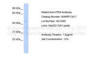 AVARP13017_P050 - Serotonin receptor 4 / HTR4