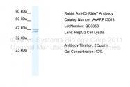 AVARP13018_T100 - Neuronal acetylcholine receptor subunit alpha-7