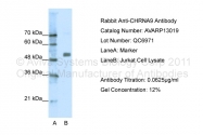 AVARP13019_P050 - Neuronal acetylcholine receptor subunit alpha-9