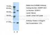 AVARP13021_P050 - Neuronal acetylcholine receptor subunit beta-3