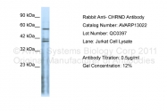 AVARP13022_P050 - Acetylcholine receptor delta subunit