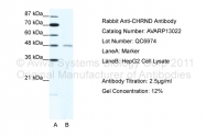 AVARP13022_T100 - Acetylcholine receptor delta subunit