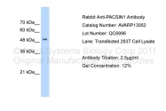 AVARP13052_T100 - PACSIN1