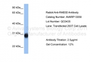 AVARP13058_T100 - RAB3D