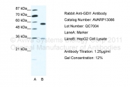 AVARP13086_T100 - Rab GDI alpha / GDI1