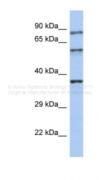 AVARP13088_P050 - Rabphilin-3A / RPH3A