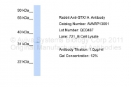 AVARP13091_P050 - Syntaxin 1A / STX1A