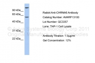 AVARP13100_P050 - Neuronal acetylcholine receptor subunit alpha-6