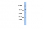 P100952_P050 - Rhombotin-2