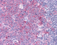 ARP30184_P050 - HSP90AA1 / HSP90 alpha