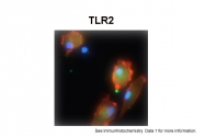 ARP30551_P050 - CD282 / TLR2