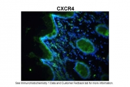 ARP30799_P050 - CD184 / CXCR4