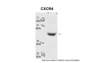 ARP30799_P050 - CD184 / CXCR4