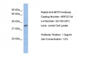 ARP32134_P050 - Myogenic factor 5 (MYF5)
