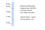 ARP33810_T100 - Alpha-1B-glycoprotein / A1BG