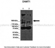 ARP37033_P050 - DNMT1