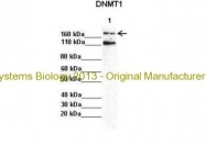 ARP37033_P050 - DNMT1