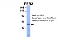 ARP39565_P050 - PER2