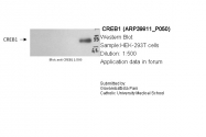ARP39811_P050 - CREB1