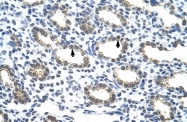 ARP40206_T100 - Cytokeratin 18
