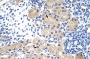 ARP40647_T100 - RNASEH2A