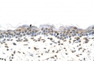 ARP41576_T100 - 58K Golgi Protein