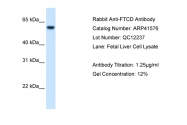 ARP41576_T100 - 58K Golgi Protein