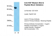 ARP44317_P050 - Hepatocyte growth factor / HGF