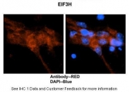 ARP50491_P050 - EIF3H / EIF3S3