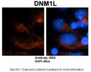 ARP52329_P050 - Dynamin-1-like protein