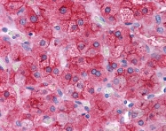 ARP54283_P050 - Apolipoprotein E / Apo E