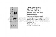 ARP54283_P050 - Apolipoprotein E / Apo E