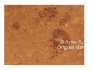 ARP54283_P050 - Apolipoprotein E / Apo E