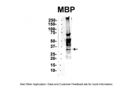 ARP56224_P050 - Myelin Basic Protein